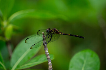 A dragonfly rests on a branch in the jungle. Botanical gardens. Guadeloupe. High quality photo