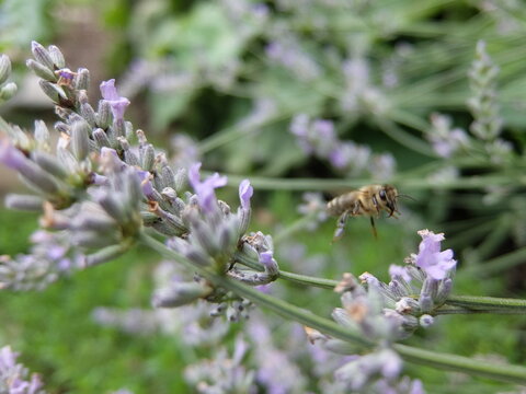 Biene fliegt an Lavendelstauden vorbei