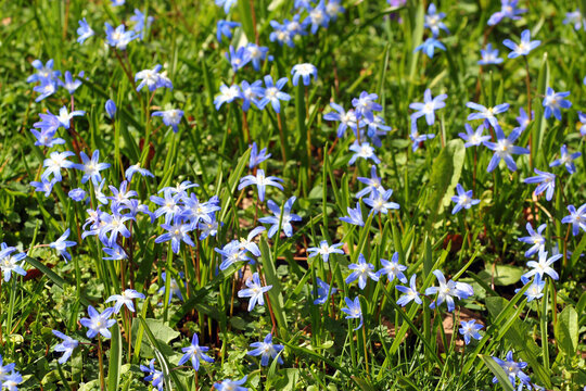 Glory of the snow, or Scilla luciliae flowers in springtime