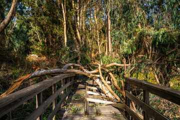 Fallen trees after storm in Santa Cruz Monarch Butterfly Grove. Natural Bridges Monarch Trail. 