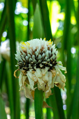 A white elegant flower head in the jungle. High quality photo