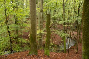 A river flowing in the middle of the forest - 739870003