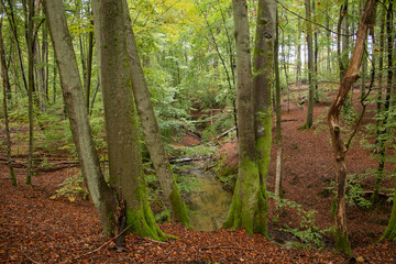 A river flowing in the middle of the forest