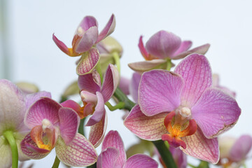 details of white and pink orchid close-up on white background