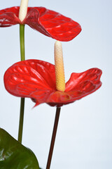 details of red anthurium close-up on white background