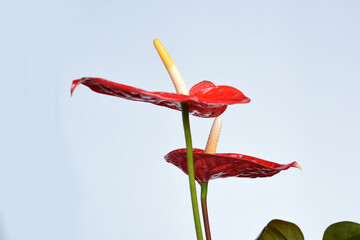 details of red anthurium close-up on white background