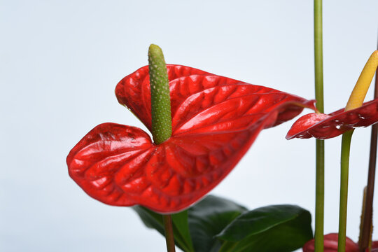 details of red anthurium close-up on white background