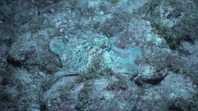 A Caribbean reef octopus moves along the ocean floor at night, undulating and changing colors.