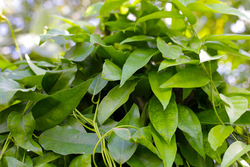 Fresh tiliacora triandra green leaves