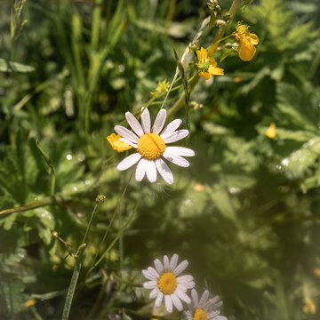 G&auml;nseblume vor dunkelgr&uuml;ner Wiese