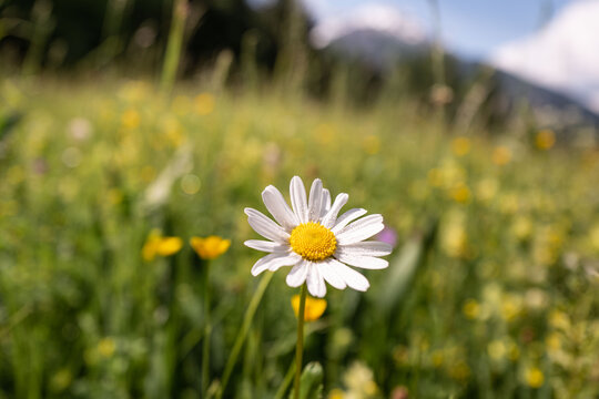 G&auml;nsebl&uuml;mchen vor einer Blumenwiese