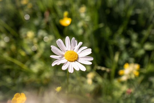 G&auml;nsebl&uuml;mchen