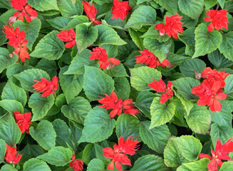 Red and green beautiful flowers background