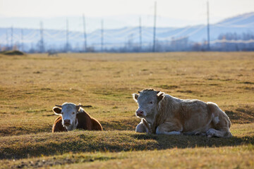 Two calves are lying on the ground against the background of the village