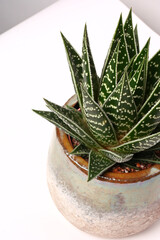 Aloe vera plant in a pot