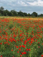 poppy flowers field overcast weather