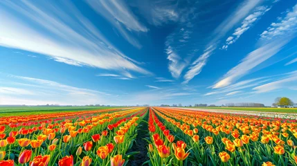 Fotobehang Multicolored fields of tulips under a blue sky. © Salman