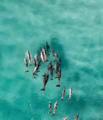 Aerial view of a pod of dolphins swimming in blue turquoise beautiful water
