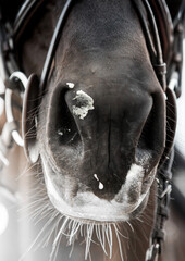 horse nose art 