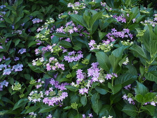 雨上がりの紫陽花