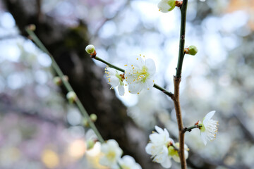 白い梅の花