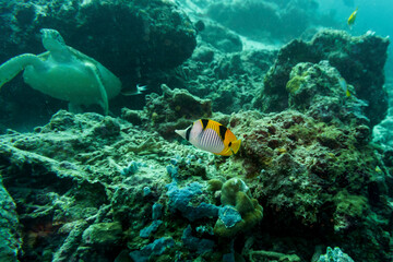 Fototapeta na wymiar Green sea turtle. Tropical and coral sea wildelife. Beautiful underwater world. Underwater photography..