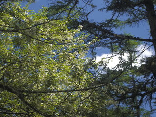 梅雨あけの青空と緑の木々