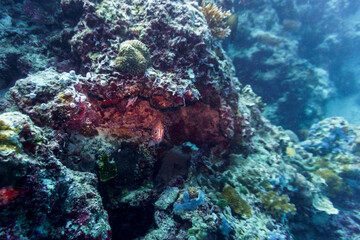 Coral Reef and Tropical Fish on Maldives island. Tropical and coral sea wildelife. Beautiful underwater world. Underwater photography.