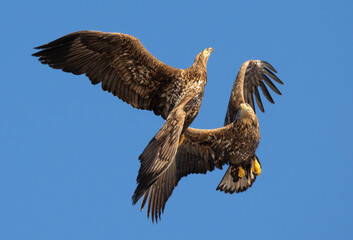 These two White-Tailed Eagles where flying together, no attacks or fighting just close up flying ! 