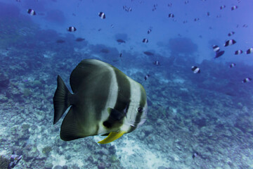 Orbicular batfish (Platax orbicularis) in the coral reef of Maldives island. Tropical and coral sea wildelife. Beautiful underwater world. Underwater photography.