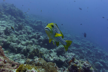 Oriental Sweetlips fish (Plectorhinchus vittatus) in the coral reef of Maldives island. Tropical and coral sea wildelife. Beautiful underwater world. Underwater photography.