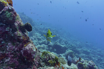 Fototapeta na wymiar Oriental Sweetlips fish (Plectorhinchus vittatus) in the coral reef of Maldives island. Tropical and coral sea wildelife. Beautiful underwater world. Underwater photography.