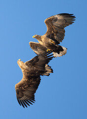White Tailed Eagles playing here ! They charged each others with the higher one starting the fight !