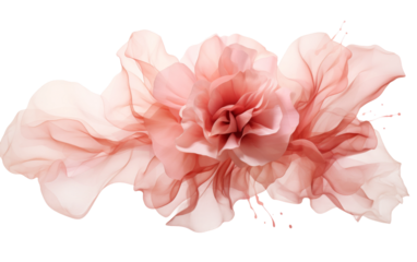 Blush Pink Rose Petal on white background