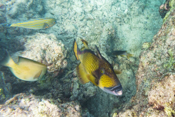 Titan triggerfish, Giant triggerfish, (Balistoides viridescens). Tropical and coral sea wildelife. Beautiful underwater world. Underwater photography.