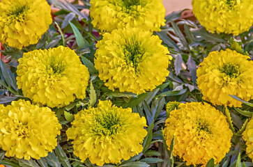 large yellow velvet flowers
