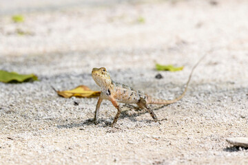 Wild lizard (oriental garden lizard) living in maldives islands. Reptile