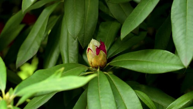 Red rhododendron flower bud on a evergreen shrub in springtime close up