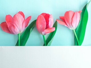 Delicate pink tulips in a row on blue.. Minimalistic postcard with spring flowers