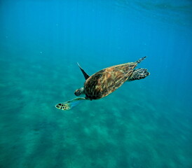 underwater photo of diving green sea turtle, chelonia mydas