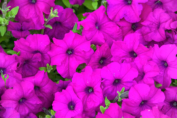Background of fresh purple flowers