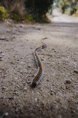 Dangerous processionary caterpillars pose a threat to dogs and animals on rural roads. Proceed with caution and keep pets safe
