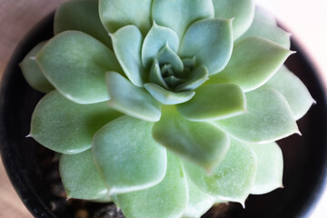 One large succulent rosette in pot, top view. Echeveria with green leaves for publication, poster, calendar, post, screensaver, wallpaper, postcard, banner, cover, website. High quality photo