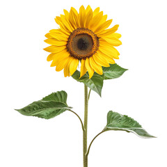 Single sunflower with leaves and stem on an isolated background