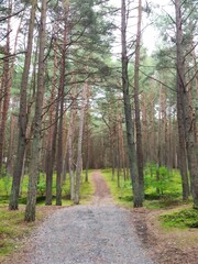 Forest walk