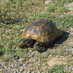 Greek tortoise - Testudo graeca - turtle walking on the ground and grass.