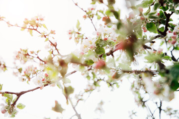 Blooming branches of apple tree on a background of blue sky, selective focus. Natural flowering background