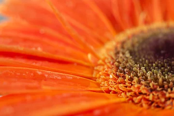 Foto op Plexiglas Orange gerbera flower with small drops of water. Macro shot of a gerbera. © Nataliia Yudina