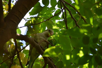 green parrot eating starfruit with green leaves background