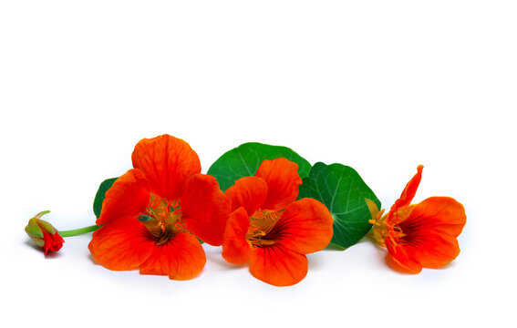 Flowers and leaves of nasturtium ( Tropaeolum ) on a white background with space for text